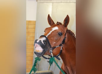 German Sport Horse, Gelding, 5 years, 16,2 hh, Chestnut