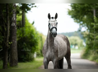German Sport Horse, Gelding, 5 years, 16,2 hh, Gray