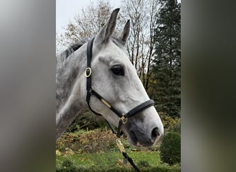German Sport Horse, Gelding, 5 years, 16,2 hh, Grey-Dapple