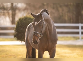 German Sport Horse, Gelding, 5 years, 16,3 hh, Bay-Dark