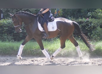 German Sport Horse, Gelding, 5 years, 16,3 hh, Brown