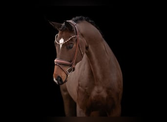 German Sport Horse, Gelding, 5 years, 16,3 hh, Brown