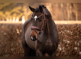 German Sport Horse, Gelding, 5 years, 16,3 hh, Brown