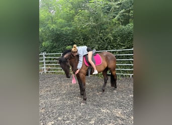 German Sport Horse Mix, Gelding, 5 years, 16,3 hh, Brown