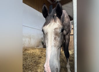 German Sport Horse, Gelding, 5 years, 16,3 hh