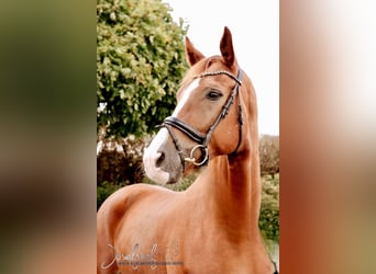 German Sport Horse, Gelding, 5 years, 17.1 hh, Chestnut-Red
