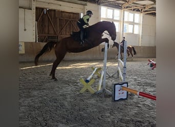 German Sport Horse, Gelding, 5 years, 17.1 hh, Chestnut-Red