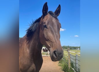 German Sport Horse, Gelding, 5 years, 17.2 hh, Bay-Dark