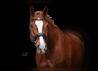 German Sport Horse, Gelding, 5 years, 17.2 hh, Chestnut-Red