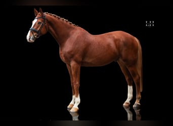 German Sport Horse, Gelding, 5 years, 17.2 hh, Chestnut-Red