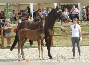 German Sport Horse, Gelding, 5 years, 17 hh, Bay-Dark