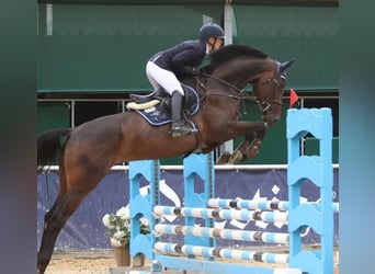 German Sport Horse, Gelding, 5 years, 17 hh, Bay-Dark
