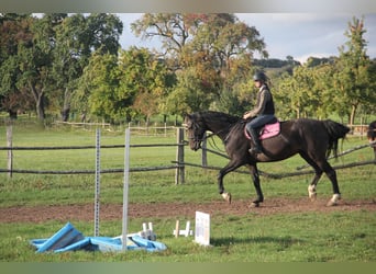 German Sport Horse, Gelding, 5 years, 17 hh, Bay-Dark
