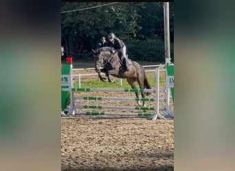 German Sport Horse, Gelding, 5 years, 17 hh, Bay-Dark