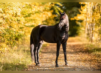 German Sport Horse, Gelding, 5 years, 17 hh, Black