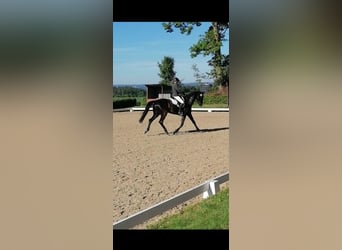 German Sport Horse, Gelding, 5 years, 17 hh, Black