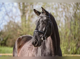 German Sport Horse, Gelding, 5 years, 17 hh, Black