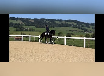 German Sport Horse, Gelding, 5 years, 17 hh, Brown