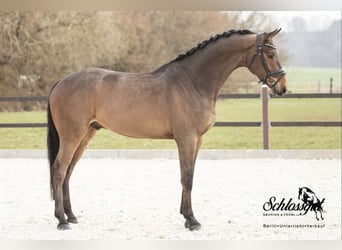 German Sport Horse, Gelding, 5 years, 17 hh, Brown