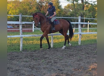 German Sport Horse, Gelding, 5 years, 17 hh, Brown