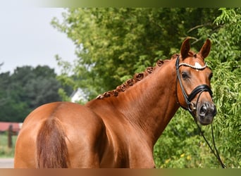 German Sport Horse, Gelding, 5 years, 17 hh, Chestnut-Red