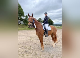 German Sport Horse, Gelding, 5 years, 17 hh, Chestnut-Red