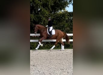 German Sport Horse, Gelding, 5 years, 17 hh, Chestnut-Red