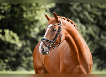 German Sport Horse, Gelding, 5 years, 17 hh, Chestnut-Red