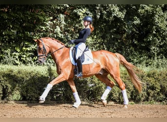 German Sport Horse, Gelding, 5 years, 17 hh, Chestnut-Red