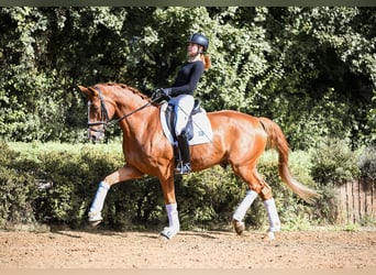 German Sport Horse, Gelding, 5 years, 17 hh, Chestnut-Red