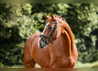German Sport Horse, Gelding, 5 years, 17 hh, Chestnut-Red