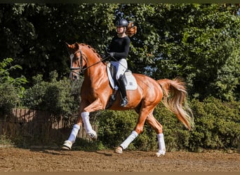 German Sport Horse, Gelding, 5 years, 17 hh, Chestnut-Red