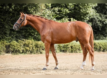 German Sport Horse, Gelding, 5 years, 17 hh, Chestnut-Red