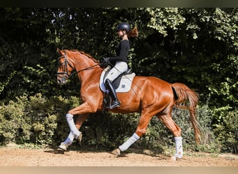 German Sport Horse, Gelding, 5 years, 17 hh, Chestnut-Red