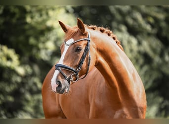 German Sport Horse, Gelding, 5 years, 17 hh, Chestnut-Red