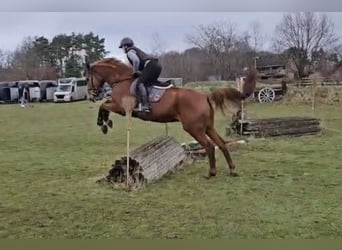German Sport Horse, Gelding, 5 years, 17 hh, Chestnut-Red