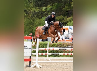 German Sport Horse, Gelding, 5 years, 17 hh, Chestnut-Red