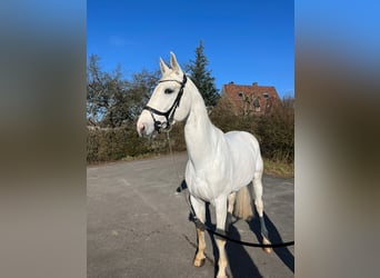 German Sport Horse, Gelding, 5 years, 17 hh, Gray