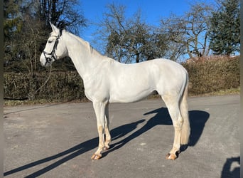 German Sport Horse, Gelding, 5 years, 17 hh, Gray