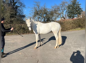 German Sport Horse, Gelding, 5 years, 17 hh, Gray