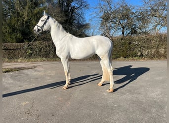 German Sport Horse, Gelding, 5 years, 17 hh, Gray