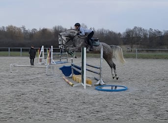 German Sport Horse, Gelding, 5 years, 17 hh, Grey