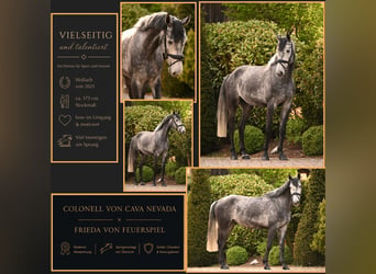 German Sport Horse, Gelding, 5 years, 17 hh, Grey