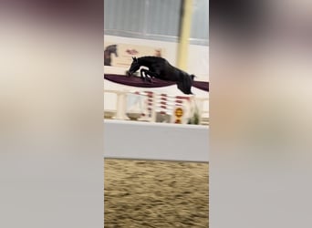 German Sport Horse, Gelding, 5 years, 17 hh, Smoky-Black