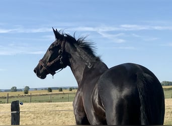 German Sport Horse, Gelding, 5 years, 17,1 hh, Black