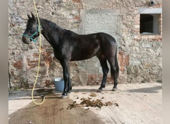 German Sport Horse, Gelding, 5 years, 17,2 hh, Bay-Dark