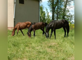 German Sport Horse, Gelding, 5 years, 17,2 hh, Bay-Dark
