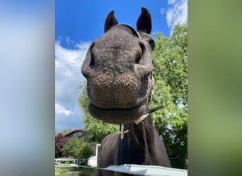 German Sport Horse, Gelding, 5 years, 17,2 hh, Black