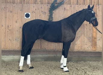 German Sport Horse, Gelding, 5 years, Bay-Dark