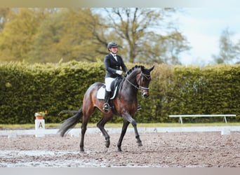 Deutsches Sportpferd, Wallach, 5 Jahre, Brauner